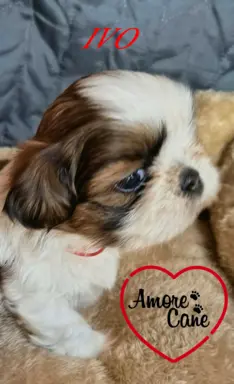 Przepiękne słodziaki shih tzu. 6