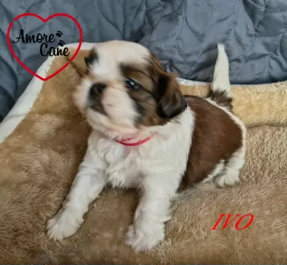 Przepiękne słodziaki shih tzu. 7