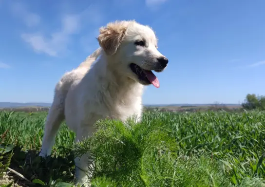Rasowa suczka XJA ee-red Border Collie z pełną dok. przebada 1