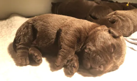 Labrador czekoladowy szczenię 1