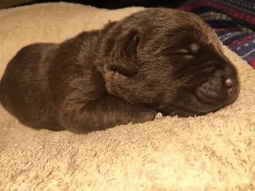 Labrador czekoladowy szczenię 4