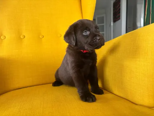 Labrador czekoladowy szczenię 1