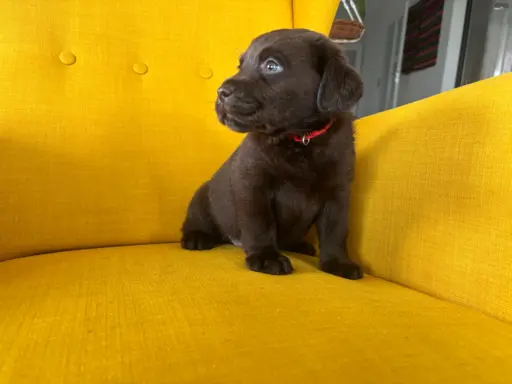 Labrador czekoladowy szczenię 2