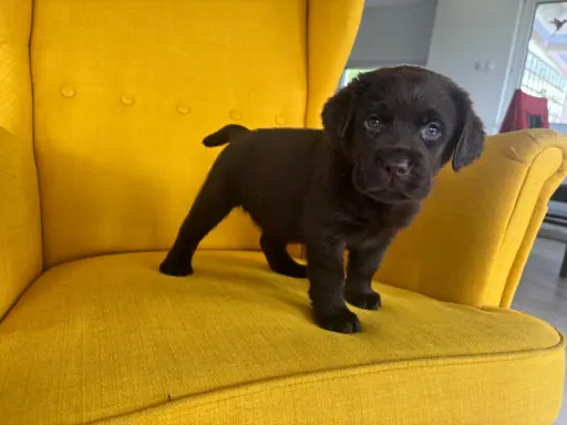 Labrador czekoladowy szczenię 3
