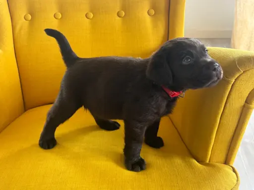 Labrador czekoladowy szczenię 4