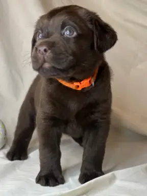 Labrador czekoladowy szczenię 5