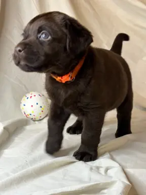 Labrador czekoladowy szczenię 6