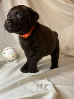 Labrador czekoladowy szczenię 7