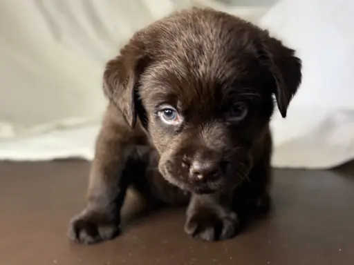 Labrador czekoladowy szczenię 8