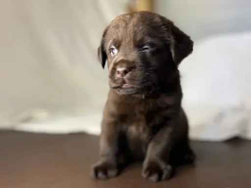 Labrador czekoladowy szczenię 9