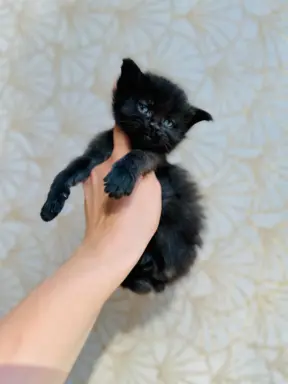Kotka czarna Maine Coon 1