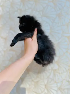 Kotka czarna Maine Coon 3