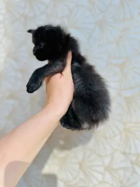 Kotka czarna Maine Coon 4
