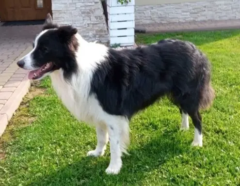 Border Collie - piesek BAGI - z hodowli NEGRESSE 5