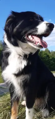Border Collie - piesek BAGI - z hodowli NEGRESSE 4
