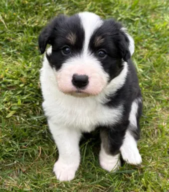 Border Collie - piesek BAGI - z hodowli NEGRESSE 1