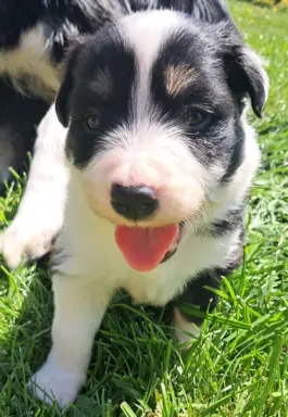 Border Collie - piesek BAGI - z hodowli NEGRESSE 2