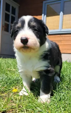 Border Collie - piesek BAGI - z hodowli NEGRESSE 3
