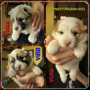 Islandzki szpic pasterski dostępny w Polsce! 4