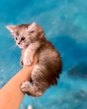 Kotka srebrzysta Maine Coon 4