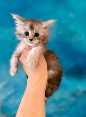 Kotka srebrzysta Maine Coon 1