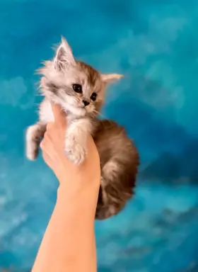 Kotka srebrzysta Maine Coon 2