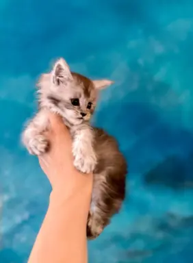 Kotka srebrzysta Maine Coon 3