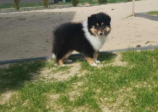 Owczarek szkocki collie długowłosy 1