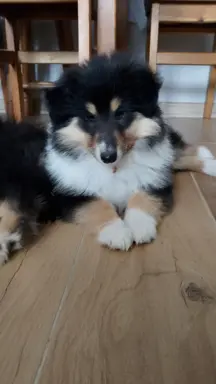 Owczarek szkocki collie długowłosy 2