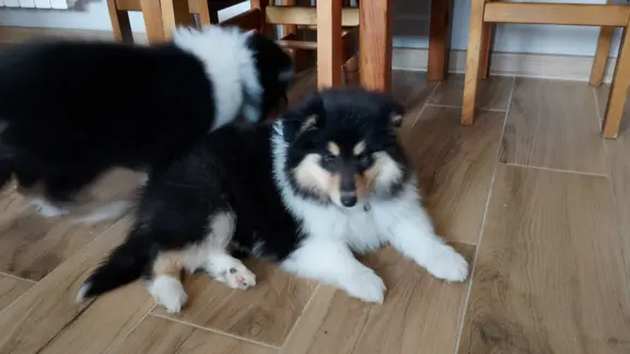 Owczarek szkocki collie długowłosy 3