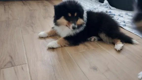 Owczarek szkocki collie długowłosy 4