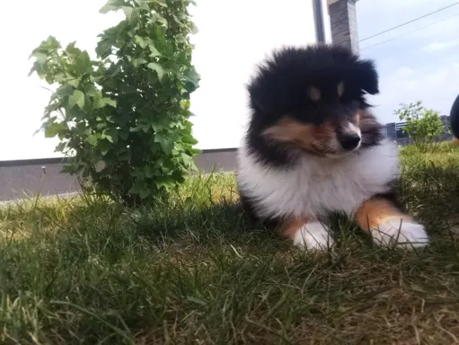 Owczarek szkocki collie długowłosy 5