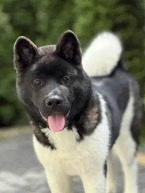 Akita Amerykańska suczka Afrodyta 1