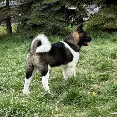 Akita Amerykańska suczka Afrodyta 6