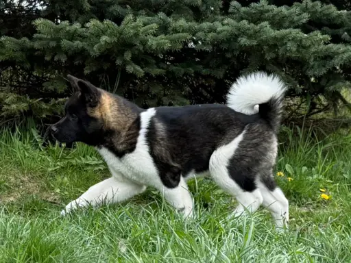 Akita Amerykańska suczka Afrodyta 7
