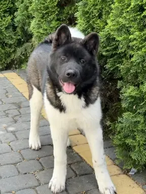 Akita Amerykańska suczka Afrodyta 4