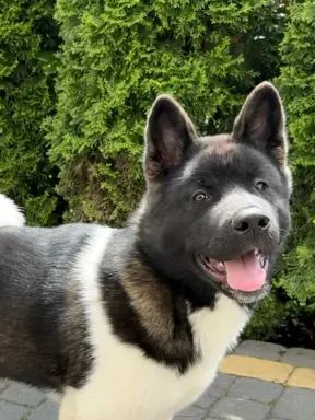 Akita Amerykańska suczka Afrodyta 3