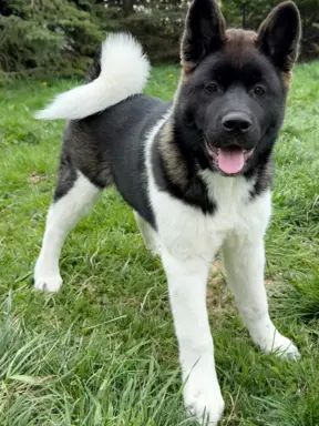 Akita Amerykańska suczka Afrodyta 8
