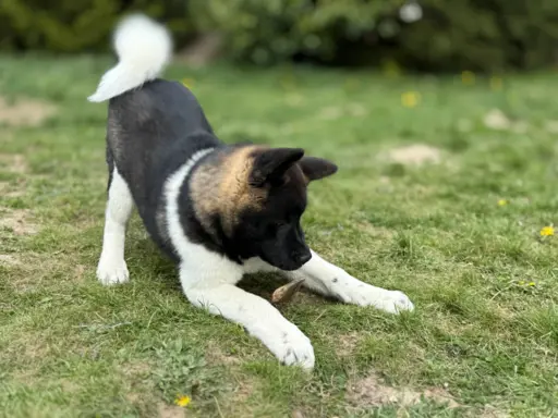 Akita Amerykańska suczka Afrodyta 5