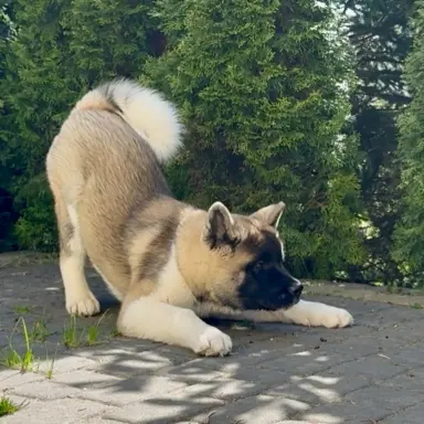 Akita Amerykańska suczka Artemida 4