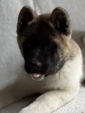 Akita Amerykańska suczka Artemida 5