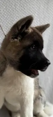 Akita Amerykańska suczka Artemida 6