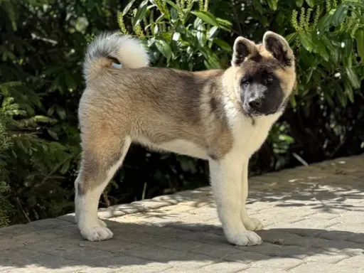 Akita Amerykańska suczka Artemida 3