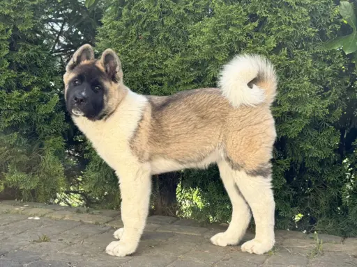 Akita Amerykańska suczka Artemida 2