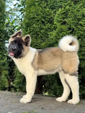 Akita Amerykańska suczka Artemida 1