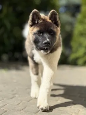 Akita Amerykańska piesek Achilles 4