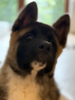 Akita Amerykańska piesek Achilles 6