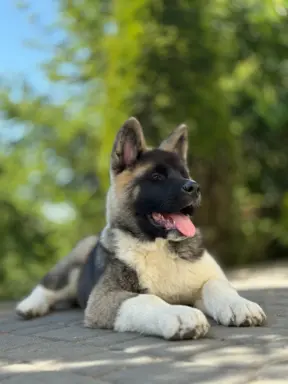 Akita Amerykańska piesek Achilles 1