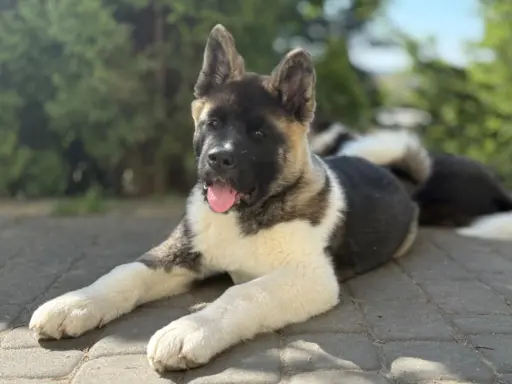 Akita Amerykańska piesek Achilles 3