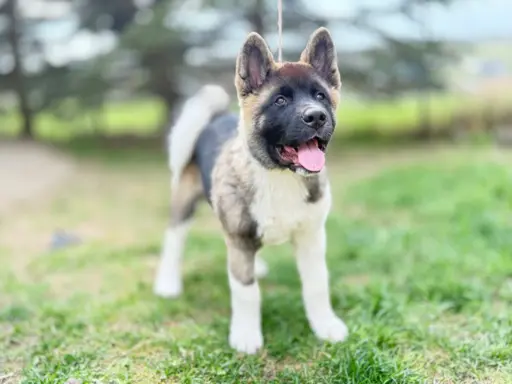 Akita Amerykańska piesek Achilles 2